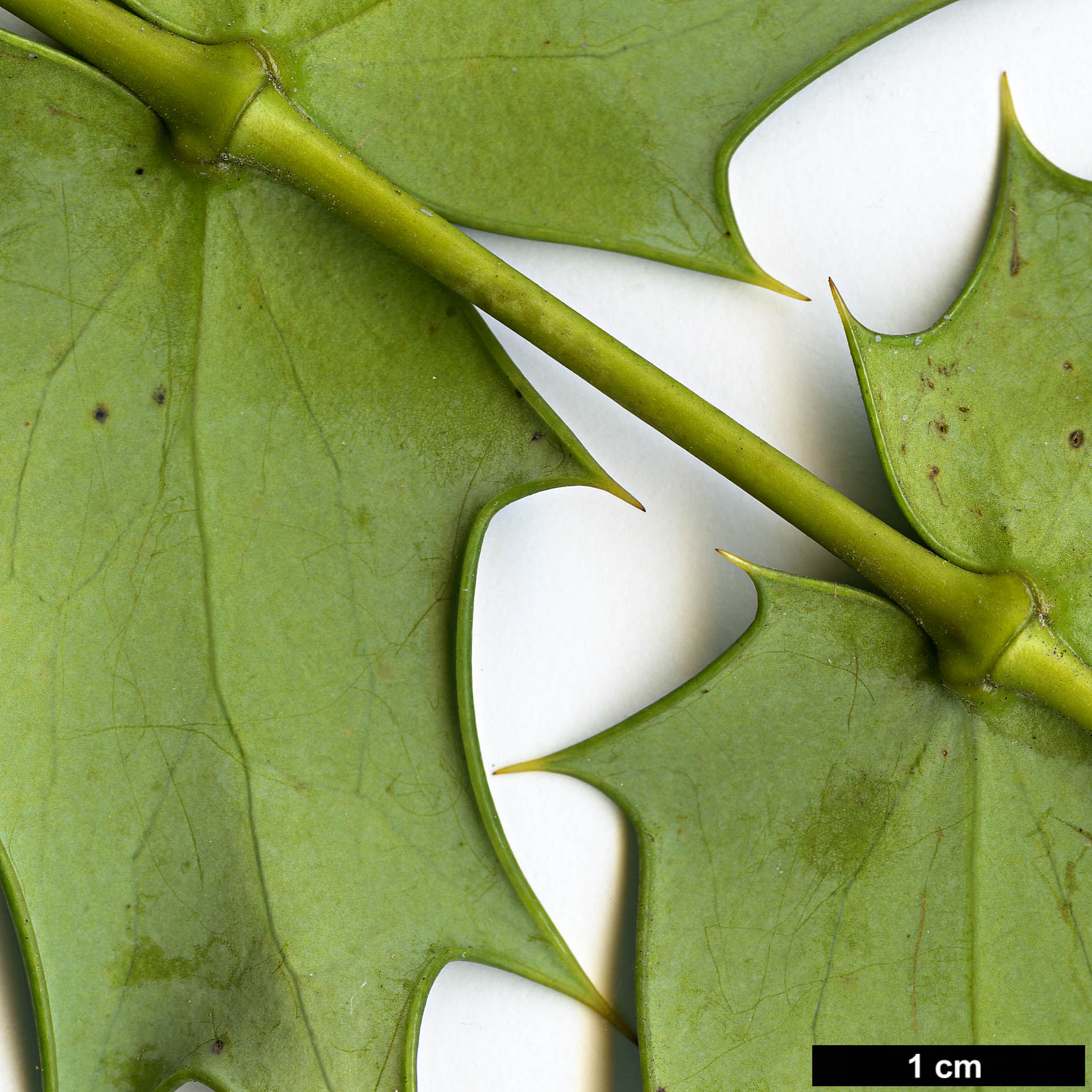 High resolution image: Family: Berberidaceae - Genus: Mahonia - Taxon: ×media (M.japonica × M.oiwakensis subsp. lomariifolia)